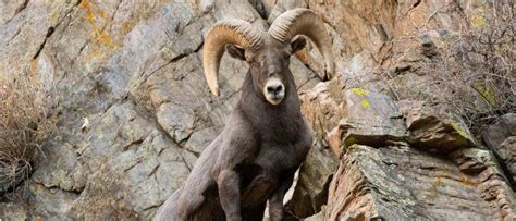 10 Incredible Bighorn Sheep Facts - AZ Animals