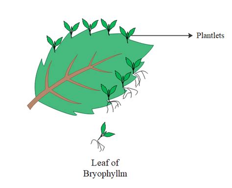 Vegetative Propagation In Bryophyllum