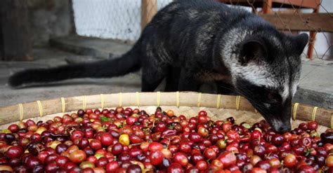 Drink it: coffee from civet poop, the most expensive, is now made in ...