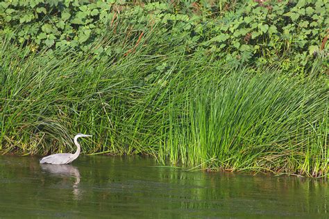 Urban Wildlife Habitat - Los Angeles River - 3 Photograph by Ram ...