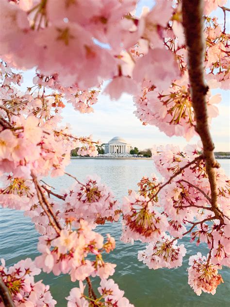 Washington, DC Cherry Blossoms | A Touch of Teal