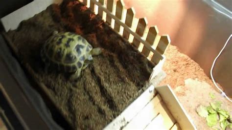 Russian Tortoise- Eloise's Indoor Enclosure - YouTube