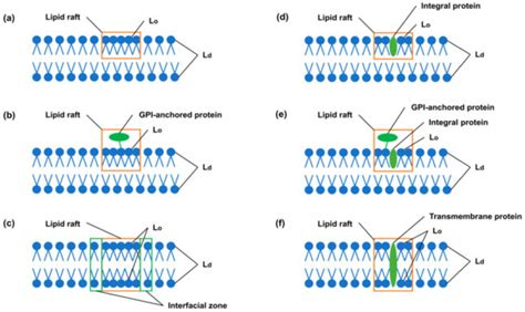 IJMS | Free Full-Text | Eukaryotic Cell Membranes: Structure ...