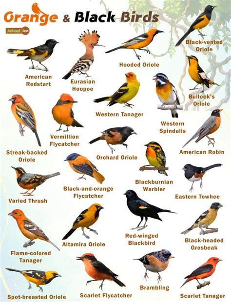 Orange and Black Birds – Facts, List, Pictures