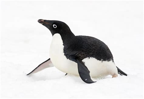 File:Adelie Penguins (8374775042).jpg - Wikimedia Commons