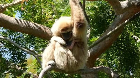 Zoo welcomes baby gibbon to first-time mom | International - Times of India Videos