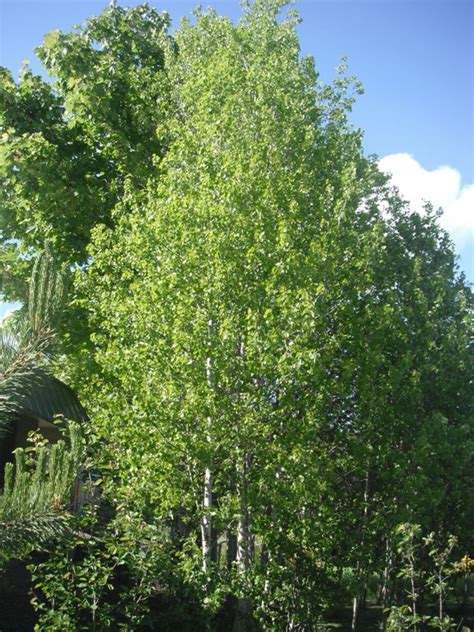 Quaking Aspen, Populus tremuloides | Native Plants PNW