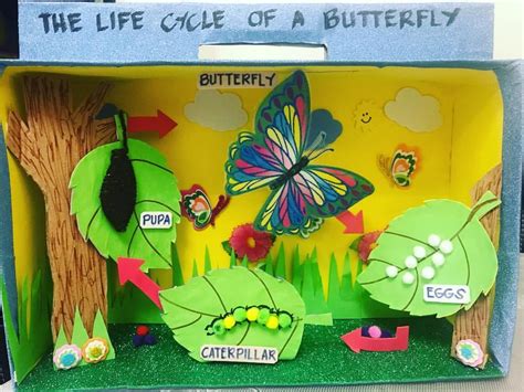 The Life Cycle of a BUTTERFLY 🦋 #parentofapreschooler #projects # ...