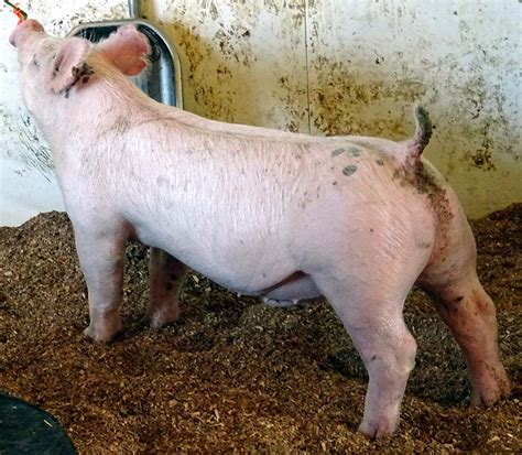 Gallery of Show Pigs for Upcoming Sale | Land of Promise Farms