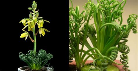 Albuca spiralis 'Frizzle Sizzle' | World of Succulents