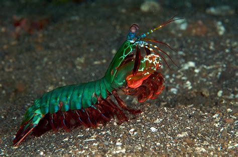 The Mantis Shrimp: Deadly Punch Inspires Science | That Fish Blog