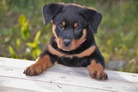 Are Teacup Rottweilers Real