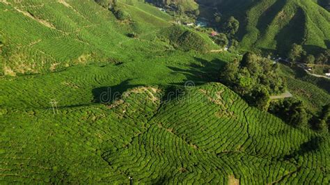 Cameron Highlands, Boh Tea Plantation Near Tanah Rata, Malaysia Stock ...