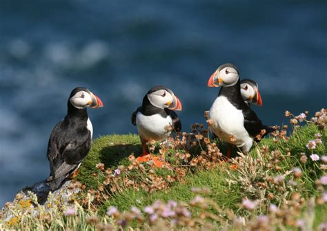 Puffins who migrate together 'more successful' at having pufflings