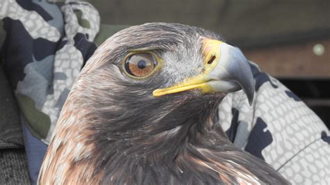 Golden eagle conservation project wins renowned ecology award - upday News UK