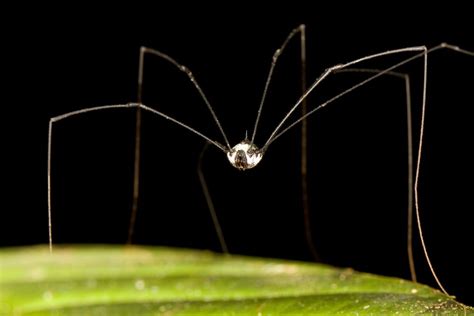 9 Surprising Facts About Daddy Longlegs