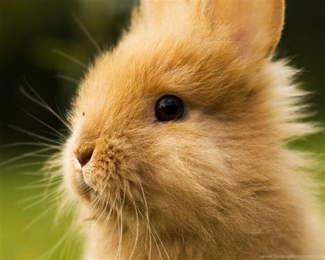 Fluffy Bunny Wallpapers - Wallpaper Cave