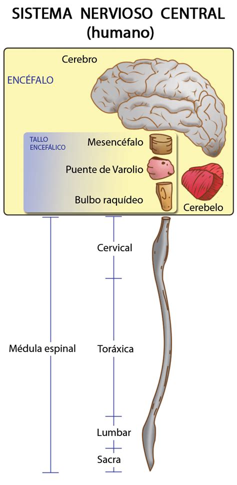 ¿Qué diferencia el Sistema Nervioso Central y el Periférico? - Curiosoando