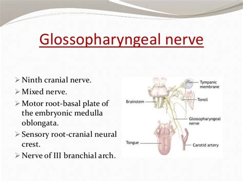 Glossopharyngeal Nerve Palsy