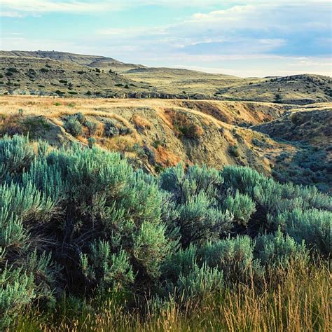 Shrub-steppe Ecosystems - REACH Museum