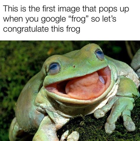 Happy frog - Meme | Best funny pictures, Funny memes, Best funny photos