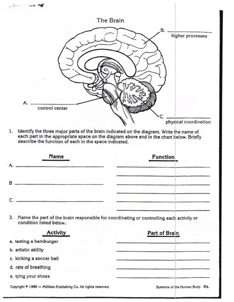 Sheep Brain Dissection Worksheet - E-streetlight.com