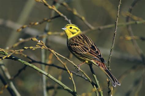 Male Yellowhammer Photograph by Colin Varndell - Fine Art America