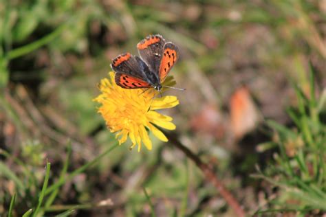 A Skipper Butterfly Photographed by P.J.Hall | Plants, Photographer, Animals