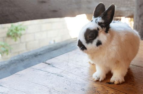 6 Adorable Small Rabbit Breeds - Animal Corner