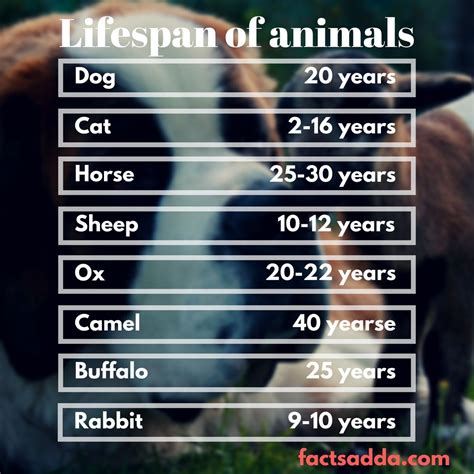 List Of Animal Life Spans