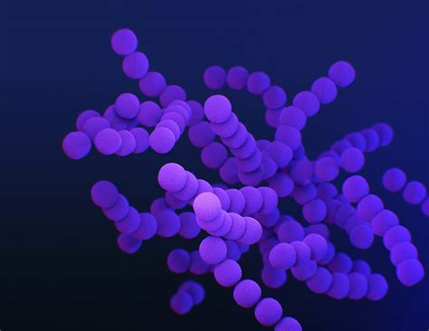 Purple Bacteria Image Free Photo