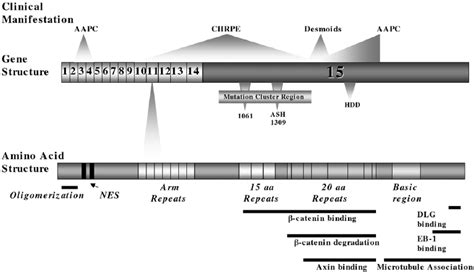 The APC gene structure, amino acid structure, and disease profile. | Download Scientific Diagram