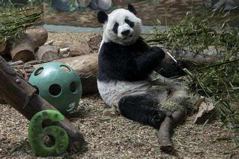 THE ONLY GIANT PANDA TWINS IN THE U.S. CELEBRATE SIXTH BIRTHDAY - Zoo ...