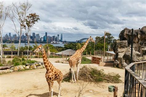 Sydney: Taronga Zoo Tickets | GetYourGuide