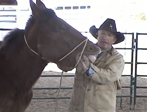 Mule Training Techniques, Steve Edwards Video Training for Mule Owners