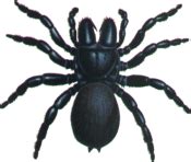 Mouse Spiders - Biology, Identification, First Aid and Control