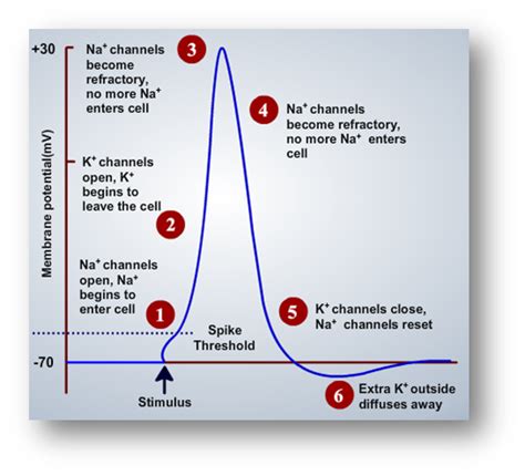 What is an Action Potential? (Nerve Impulse) - Antranik.org