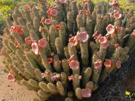 Hoodia Gordonii: il cactus per dimagrire | LifeGate