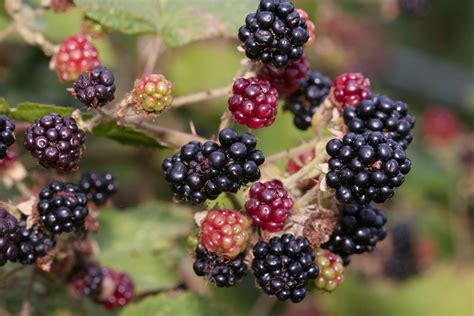 Wild Raspberries: How to Identify, Harvest, and Eat Raspberries | 1911Forum