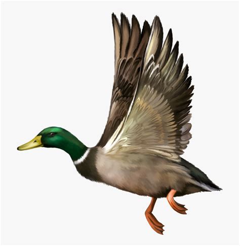 Mallard Duck Animals Clipart Cute Animals Cute Images - vrogue.co