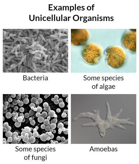 Introduction to Cells | Mooramo