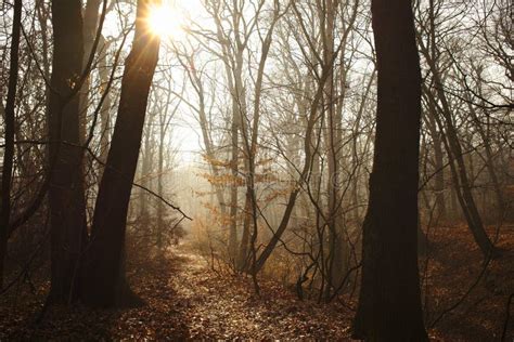 Beautiful Misty Forest Path with Sunbeam Stock Image - Image of mist ...