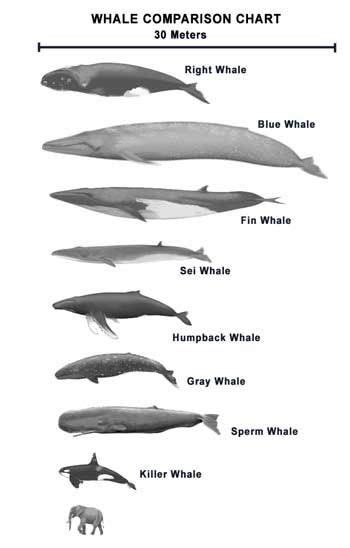 Discover the Fascinating World of Whales