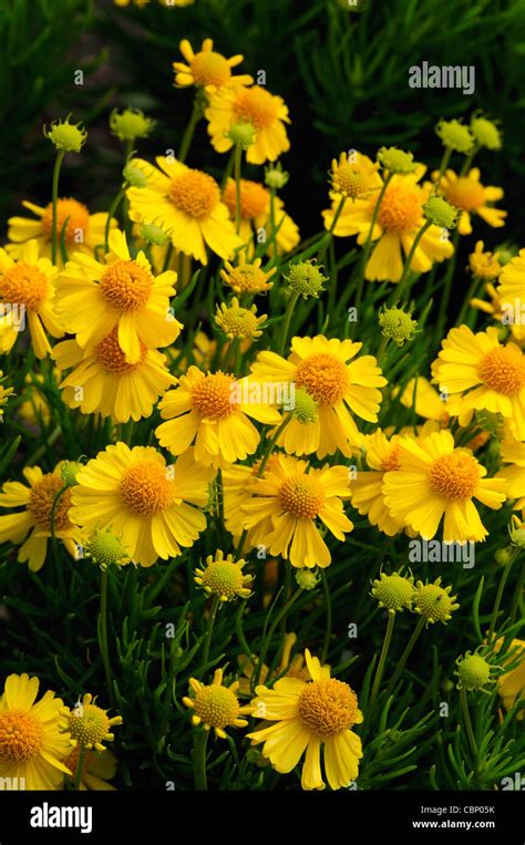 helenium amarum goldfield annual Cut Flowers Container Bed bedding ...