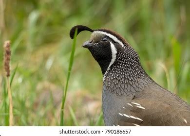 Male Californian Quail Head Feathers Plume Stock Photo 790186657 ...