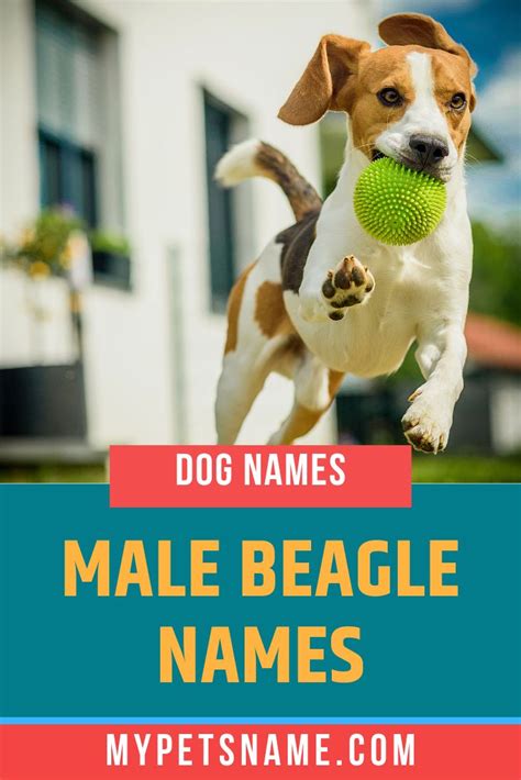 Male Beagle Names | Beagle names, Dog names male, Dog names