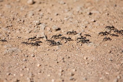 Ants Marching Stock Photos, Pictures & Royalty-Free Images - iStock