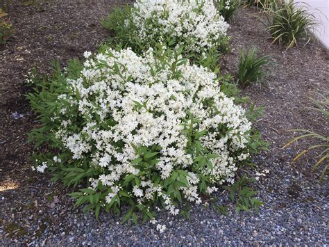 Deutzia gracilis 'Nikko' (Slender Deutzia) - Sublime Gardens