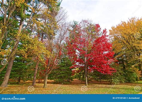 Autumn in the city park. stock photo. Image of virginia - 47918140