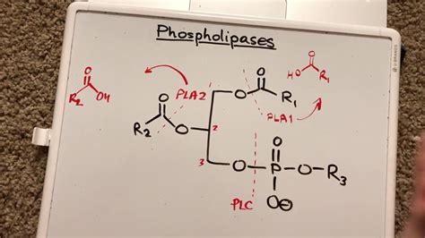 Phospholipases - YouTube